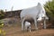Cows at Shiva Statue - Murudeshwar