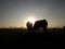 Cows silhouette and sunrise light summer