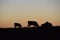 Cows silhouettes  grazing, La Pampa,