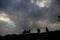 Cows silhouettes in Pyrenees, Spain