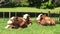 Cows sit on the ground in the paddock of a dairy farm