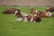 Cows Sitting In The Grass