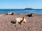Cows sitting in the mediterranean beach of Barcaggio