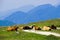 Cows sitting in mountain fields