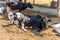 Cows sleeping in a farm. Dairy cows is economic