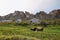 Cows in Somiedo natural park in Asturias, spain