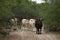 Cows on a South Texas Ranch trail.