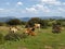 Cows in the southeast of Sardinia