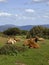 Cows in the southeast of Sardinia