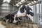 Cows in a stable on a dairy farm