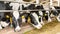 Cows in a stall close-up. Rearing livestock on dairy farms using dry feed and nutritional supplements. Use of plastic ear tags for