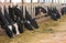 Cows in a stall at the farm in Israel.