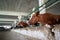 Cows in stalls at dairy farm