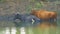 Cows stand in the water on a hot day