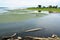 Cows stand at a watering place near the great river on the horizon near a forest and a village.