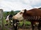 Cows Standing by Electric Fence