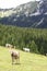 Cows standing in field near mountain in Tirol