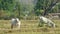 Cows standing and grazing the grass