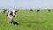 Cows standing in a green field with wind turbines in background