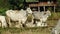 Cows standing and laying in the dry paddy field