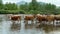 Cows standing in the mountain river