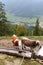 Cows standing next to a wooden trough