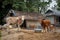 Cows Standing outside Cattle Shed