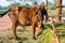 A cows stands in a wooden shed