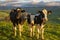 Cows staring at photographer at sunset