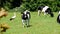 Cows and stork on green meadow