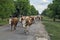 Cows on the street