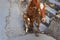 Cows on the streets of the holy city Rishikesh