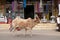 Cows strolling around in the city of Pushkar, India