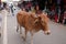 Cows strolling around in the city of Pushkar, India