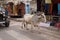 Cows strolling around in the city of Pushkar, India