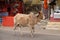 Cows strolling around in the city of Pushkar, India