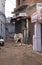 Cows strolling around in the city of Pushkar, India