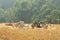 Cows on stubble fields.