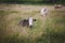 cows at summer green field with a beautiful blue sky with clouds