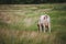 cows at summer green field with a beautiful blue sky with clouds