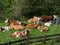 Cows on a summer pasture