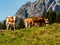 Cows on a summer pasture