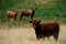 Cows on a summer pasture. Brown cow on green grass background. Portrait of nice brown calves on a fresh green meadow