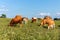 Cows on a summer pasture in Czech Republic - Europe. Bio farm. Cattle grazing. Czech countryside