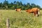 Cows on a summer pasture in Czech Republic - Europe. Bio farm. Cattle grazing. Czech countryside