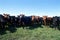 Cows on a summer pasture, hereford pampa argentina