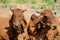 Cows sunbathing on the farm.