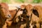 Cows sunbathing on the farm.