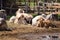 Cows sunbathing on the farm.