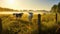 Cows on Sunrise Meadow Serene Pastoral Scene of Grazing Livestock. created with Generative AI